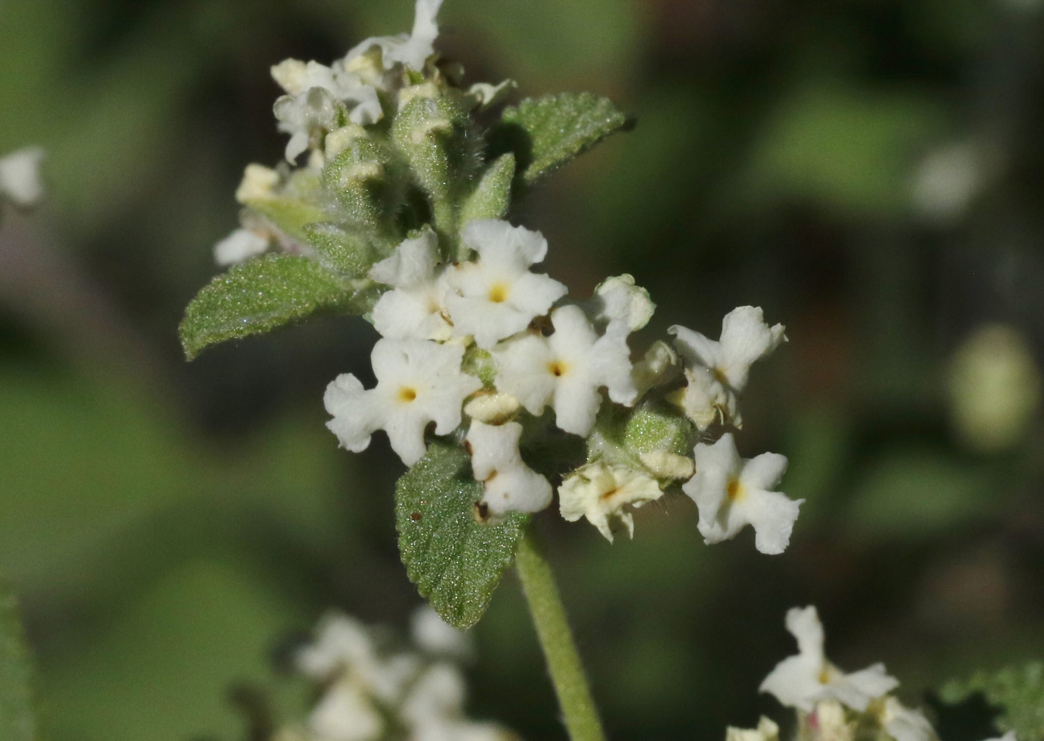 Lippia graveolens